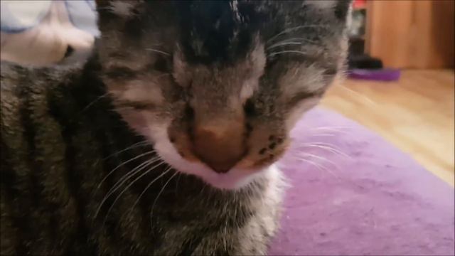 Уют - это спящие, мурчащие коты.