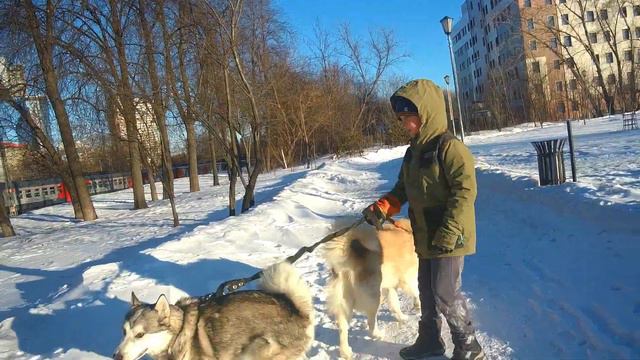 Ребенок и хаски. Прогулка с собаками солнечным утром смотреть онлайн