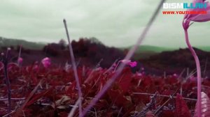 Священный Коран ЧТЕНИЕ КОРАНА (сура-23 Аль-Му'Минун)