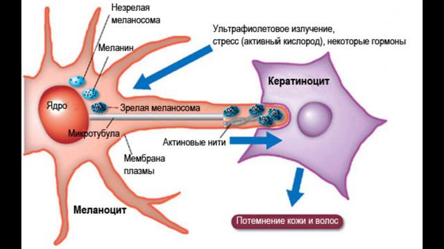 Какой была окраска у динозавров? А также немного меланоцитов смотреть онлайн