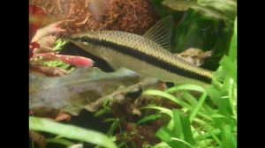 СИАМСКИЙ ВОДОРОСЛЕЕД. УХОД , СОДЕРЖАНИЕ И КОРМЛЕНИЕ.