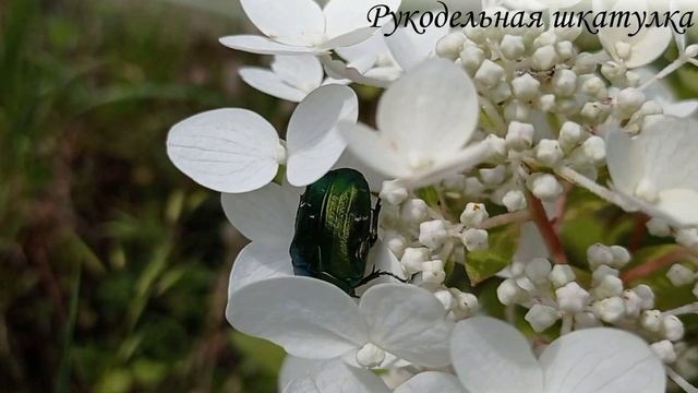Краски лета / Цветы жизни смотреть онлайн