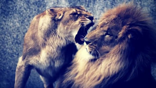 HOW TO RESPOND NOT REACT TO THE NARCISSIST | END THE NEGATIVE RELATIONSHIP PATTERN FOR GOOD смотреть онлайн