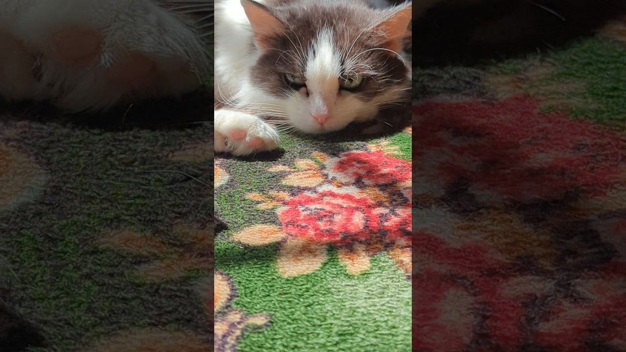 Кошке холодно при 40 градусах жары , шок :) #shorts #wtf #cat #cats смотреть онлайн