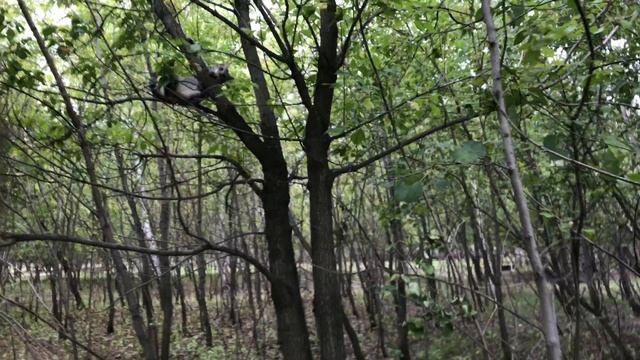 Собираем с кошкой грибы смотреть онлайн