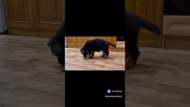 Рейн 2 мес смотреть онлайн