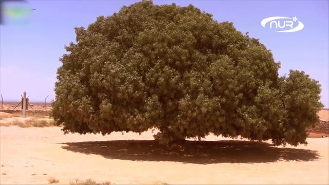 Это дерево помнит Пророка ﷺ! смотреть онлайн