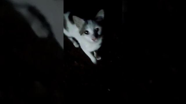 К нам пришла бездомная кошка часть третья смотреть онлайн