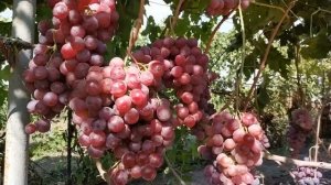 ВИНОГРАД  РЕД  ГЛОБ 2019