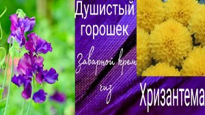 Кремовые цветы на торт. Душистый горошек, хризантема.