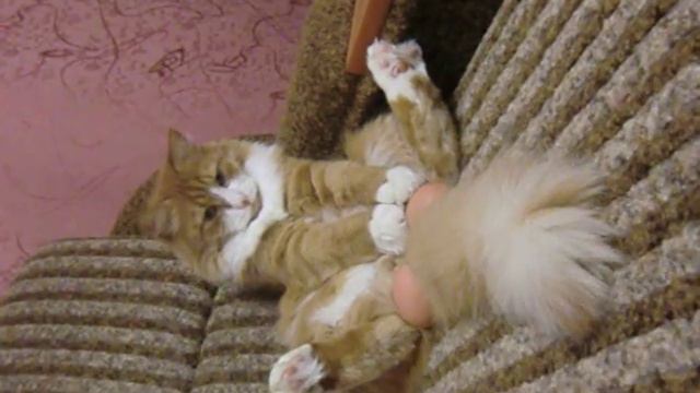 кот огромные яйца )))) смотреть онлайн