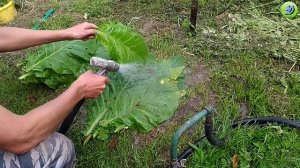 Уборка листа табака сорт Вирджиния 202.