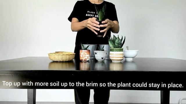 How I Plant Up Four Fist Size Pots With Four Small, Dwarf Snake Plants. смотреть онлайн