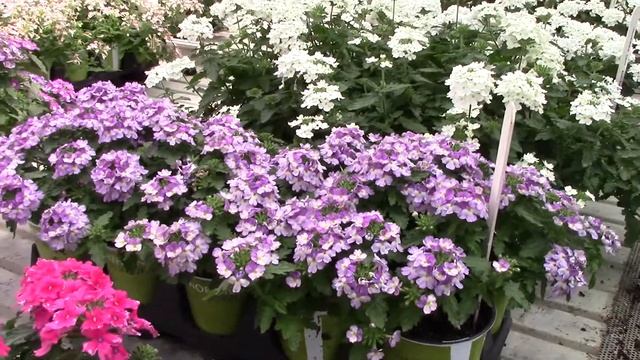 Verbena Compact Vanessa