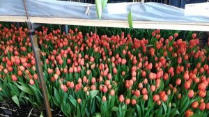 Выгонка тюльпанов к 8 Марта на субстрате и гидропонике. Теплицы наших партнёров: Краснодарский край