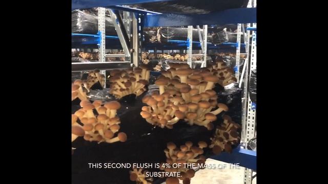 Pholiota Cultivation выращивание опенка