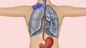 Отравления, пути попадания ядов в организм.