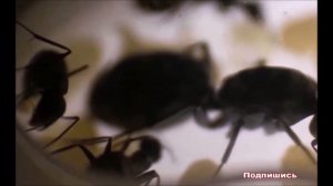 К чему снится МУРАВЕЙ | СОННИК