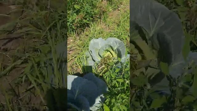 Cabbage farm | Vegetable farm| #short #vegetablefarm #cabbagefarm #greeneryfarm #farmers #farming смотреть онлайн
