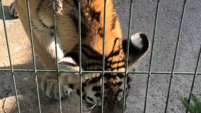 Пандора лакомится сердцем! Моника с Симбой играют! Pandora Eats The Heart! Monica, Simba Are Playin