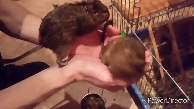 Белки дегу гуляют на руках! #дегу смотреть онлайн