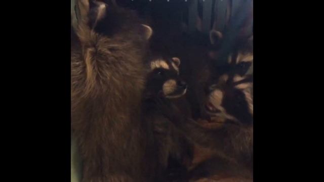 Funny baby raccoons. Great animal video. Смешные маленькие еноты. Дом Енота. Лучшее видео с енотами смотреть онлайн