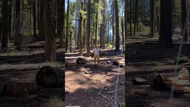 Мечта реализована! Парк Секвойя Калифорния 2020. Мои путешествия по Америке, национальные парки СШ смотреть онлайн