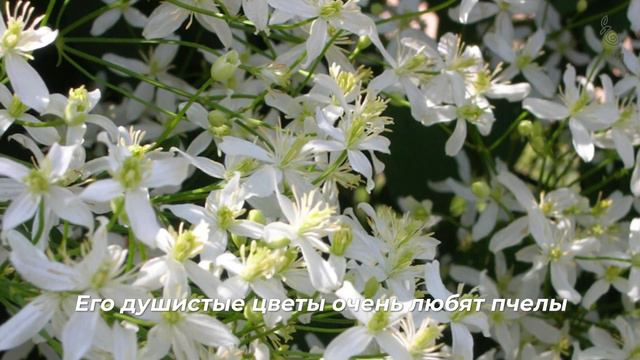 Видовые клематисы - красивые цветущие лианы для сада из семян смотреть онлайн