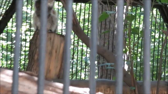 Манул сидит на своём любимом месте 30.06.2022