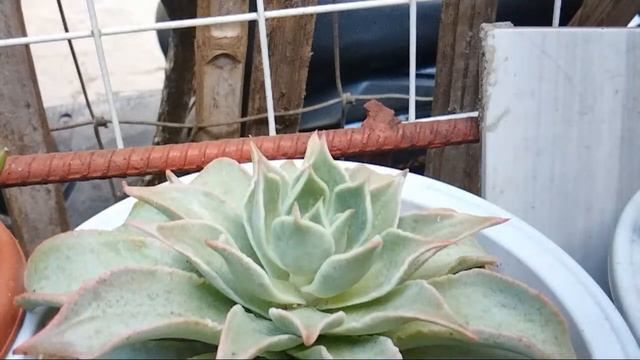 ECHEVERIA MADIBA SUCCULENTS. WELCOME TO MY LS