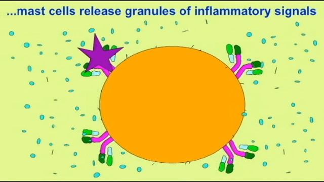 AP2 EXAM 2: ALLERGIES