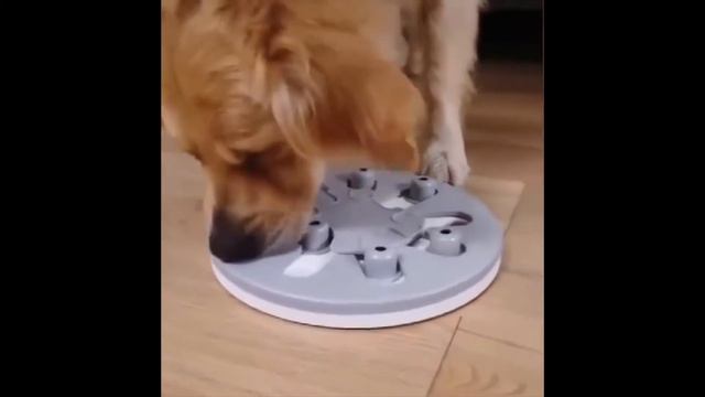 Мисочка Скилс в интернет-магазине Petshirt! смотреть онлайн