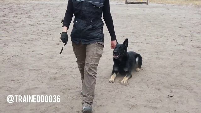 Команда "рядом", "лежать" из движения. смотреть онлайн