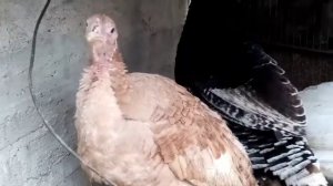 Почему дохнут индюшата?