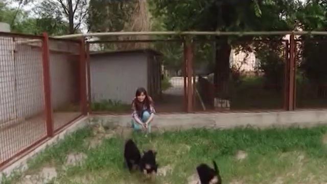 Как выбрать ЩЕНКА НЕМЕЦКОЙ ОВЧАРКИ смотреть онлайн