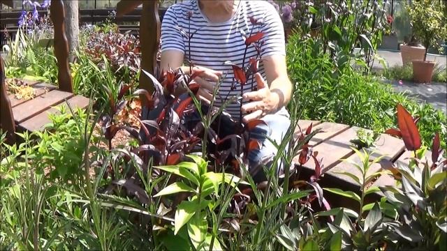 Tuto jardin: Penstemon digitalis husker red Taille et entretien : Plante vivace смотреть онлайн