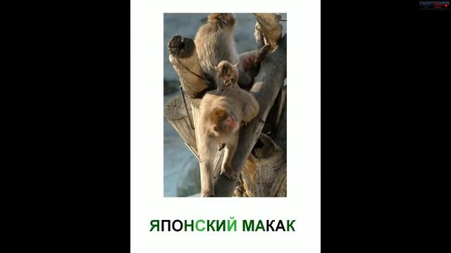 карточки домана звери смотреть онлайн