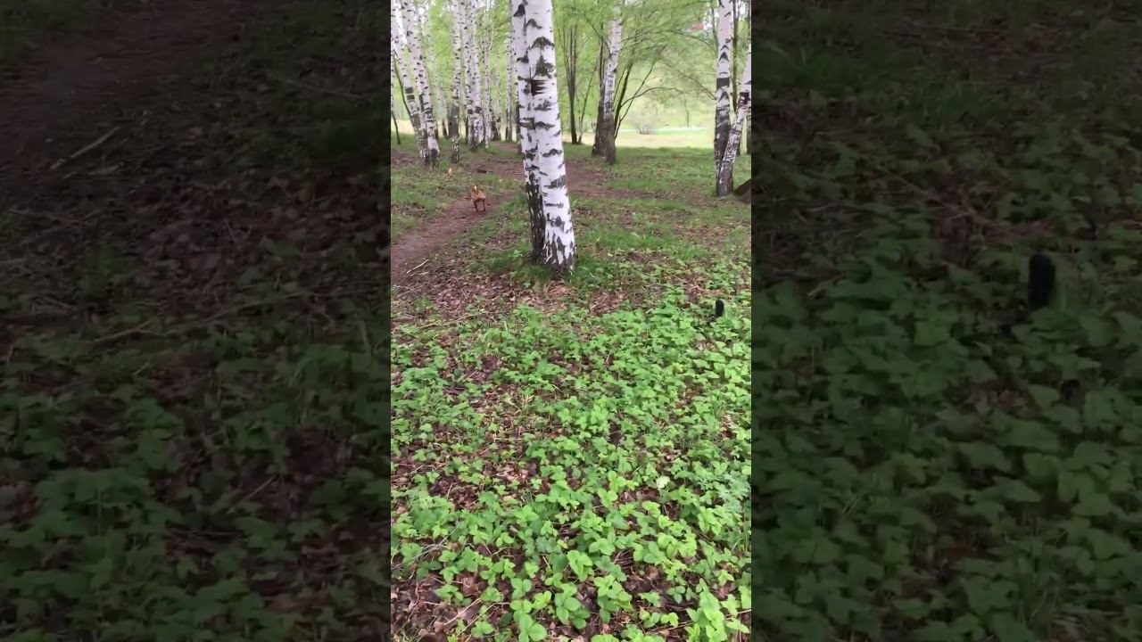 У кого есть собака, тот поймёт) #гуляюссобакой #dog #собака смотреть онлайн