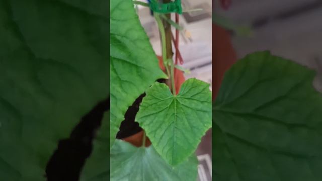 Завязи огурчиков не растут--- что нужно сделать.Огурец Кон-Амор. #огурцы смотреть онлайн