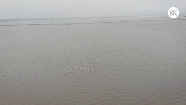 Розовые ФЛАМИНГО в КРЫМУ. В Межводное на зимовку. Западный Крым 2020. Новая достопримечательность! смотреть онлайн