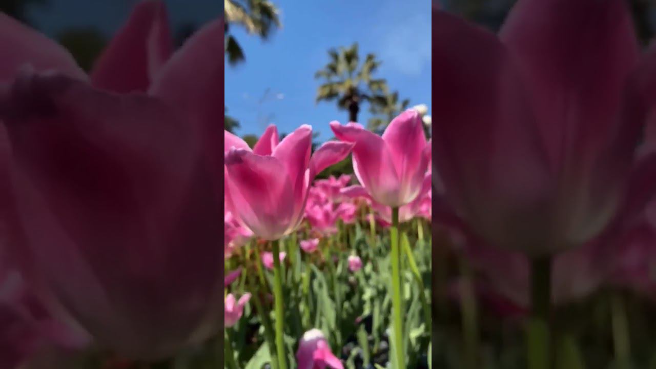 25.04.23 г. Погода Лазаревское. Немного красоты Вам в ленту! Дождь наконец-то закончился! #shorts смотреть онлайн