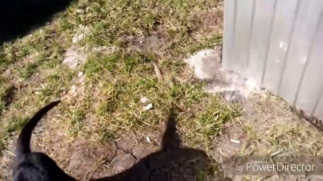 Воспитание щенка лабрадора (приучение к вольеру) смотреть онлайн