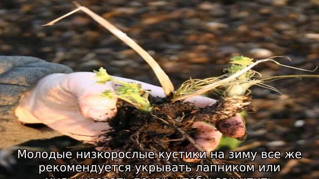 Дельфиниум: посадка и уход в открытом грунте смотреть онлайн