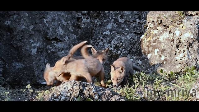 Альфа-самец смотреть онлайн