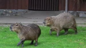 10 НЕОБЫЧНЫХ ДОМАШНИХ ЖИВОТНЫХ