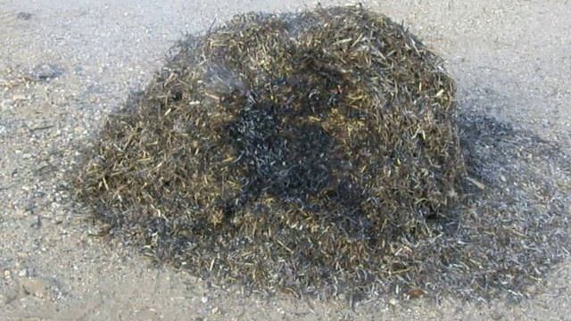 ЗАСЫПКА для ПЕРЕКРЫТИЯ и ПОЛА из КОСТРЫ ЛЬНА и ВЗМОРНИКА смотреть онлайн