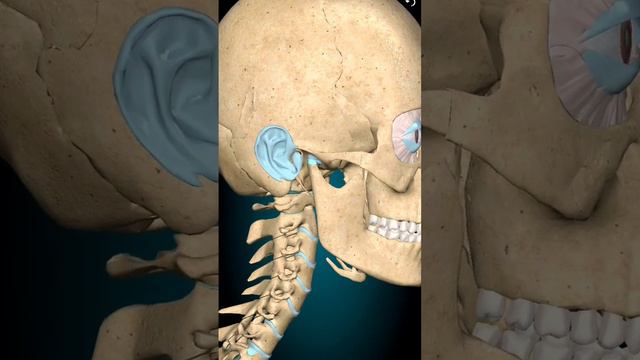 Как работает челюсть человека!!! смотреть онлайн