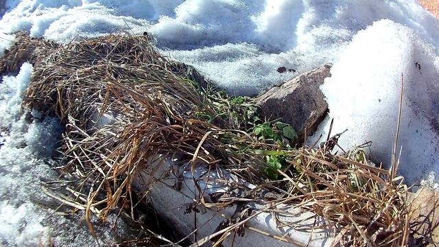 Пришла весна, долгожданная весна смотреть онлайн