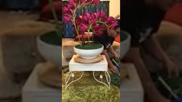 How to arrange 3 stalks giant cymbidium смотреть онлайн