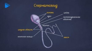 10 класс - Биология - Половое размножение. Развитие половых клеток
